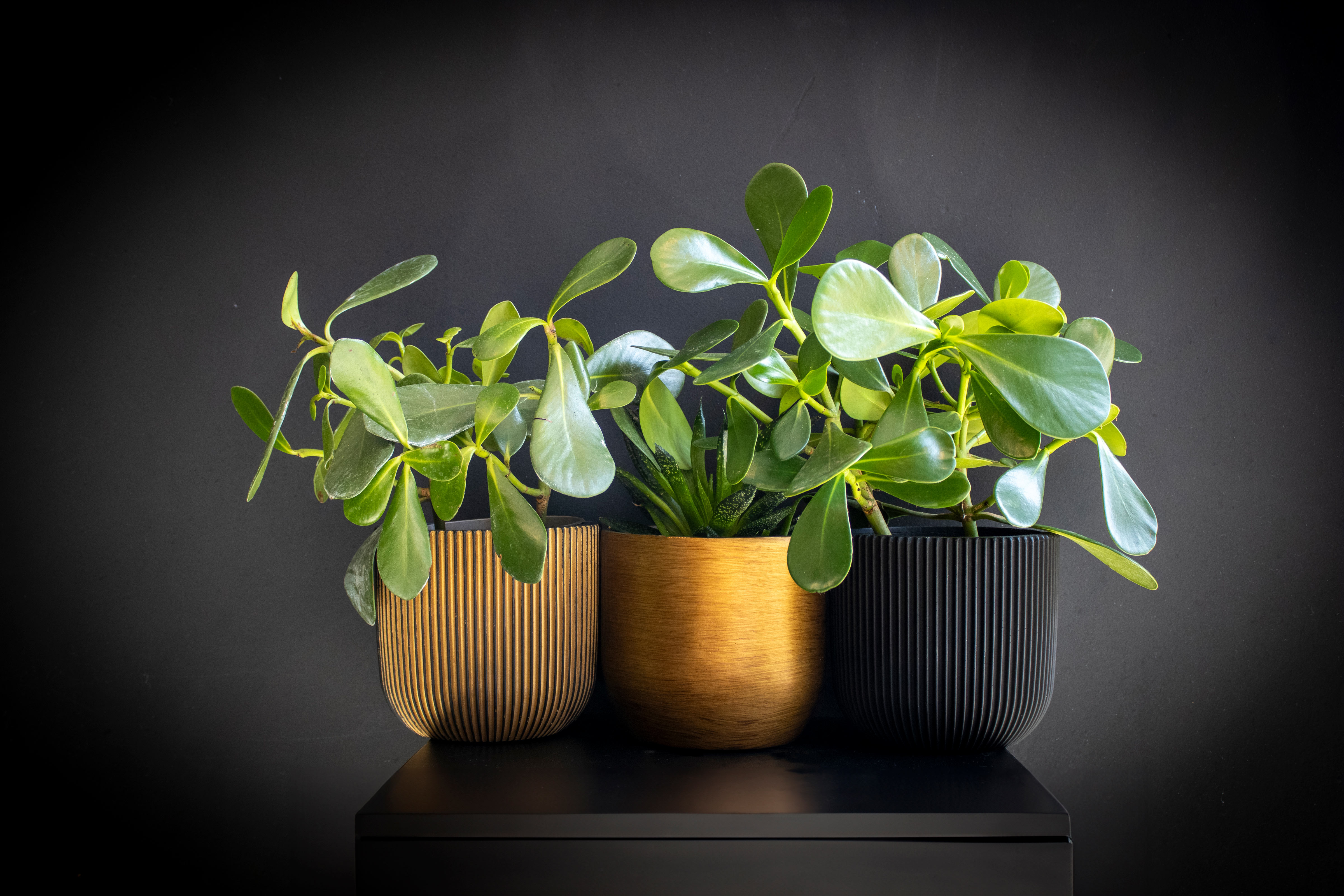 Topf Kugel Groove Schwarz Topf Kugel Groove Schwarz