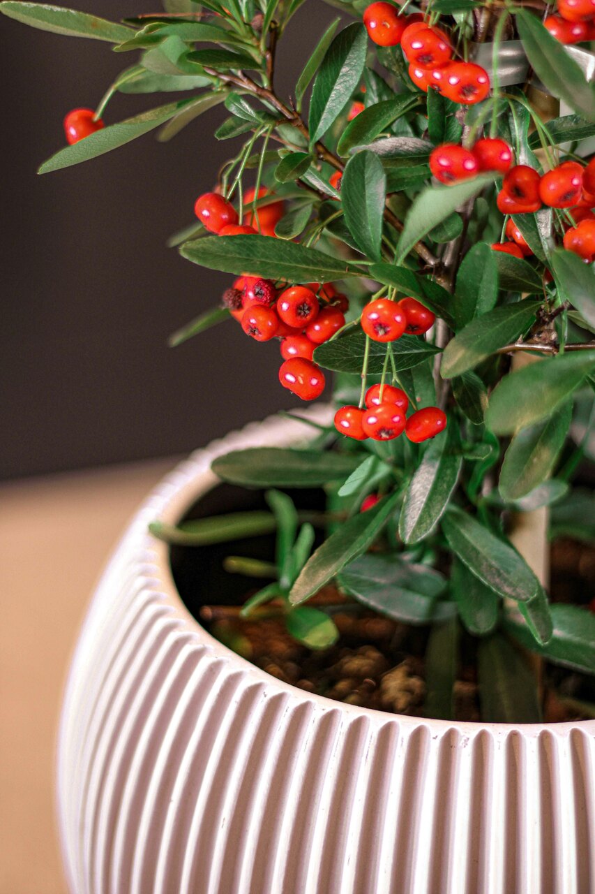 Gefäß Kugel Groove Elfenbein Gefäß Kugel Groove Elfenbein