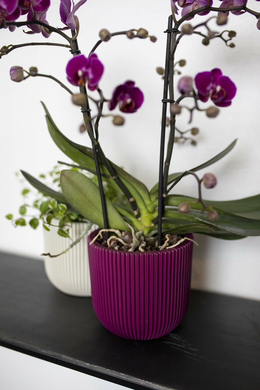 Topf Kugel Groove Violet Topf Kugel Groove Violet