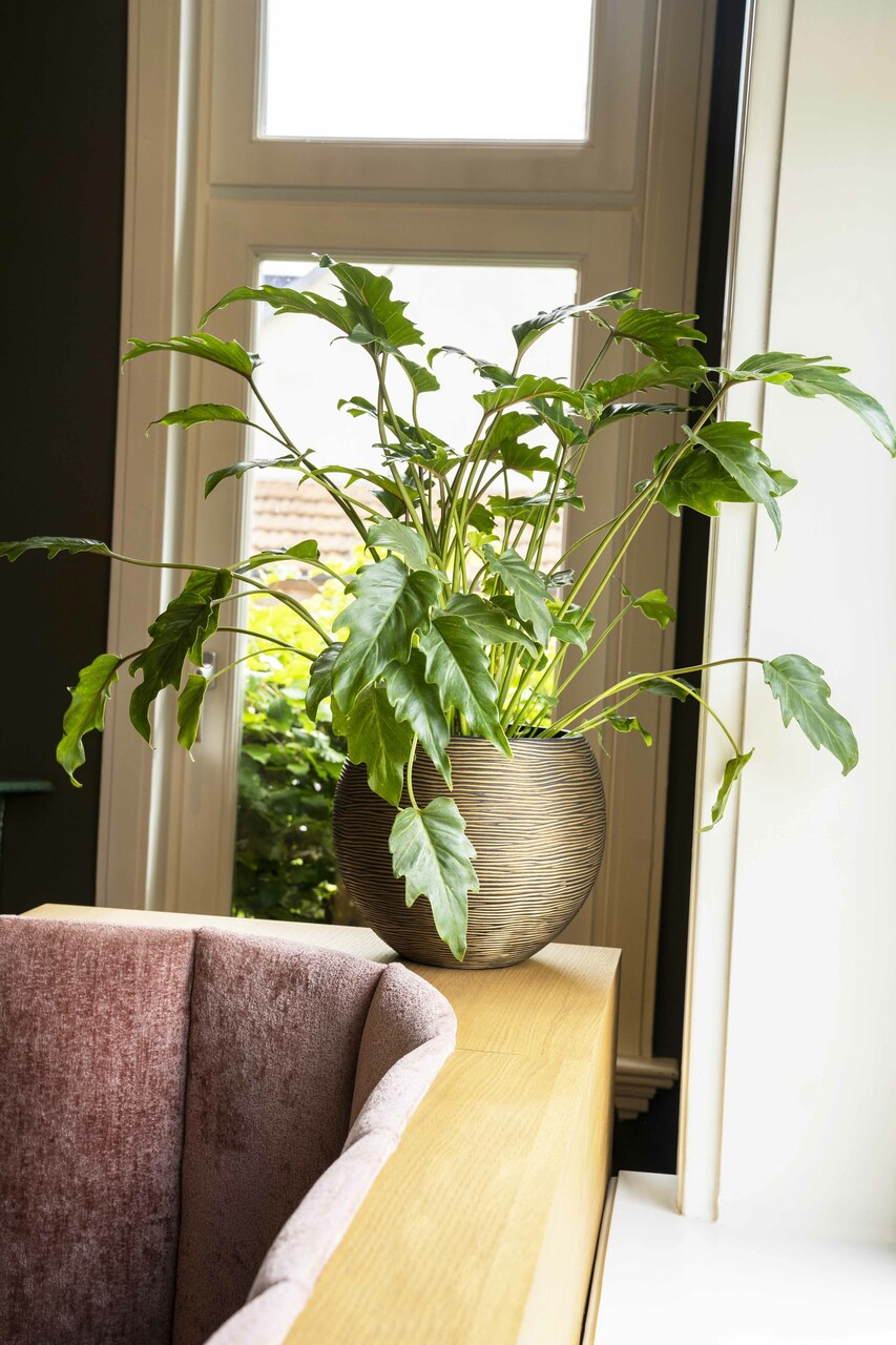 Gefäß Kugel Rib Schwarzgold Gefäß Kugel Rib Schwarzgold