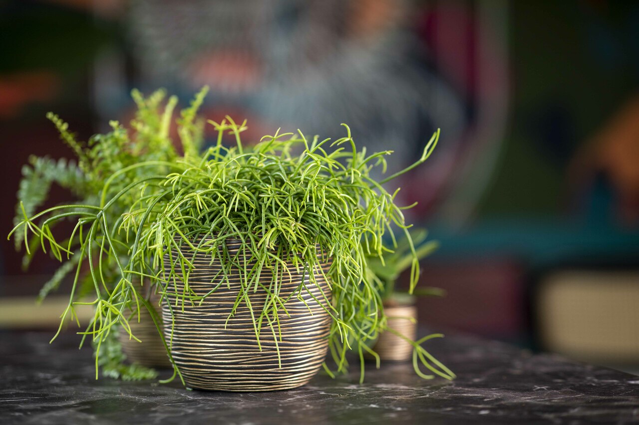 Topf Kugel Rib Schwarzgold Topf Kugel Rib Schwarzgold