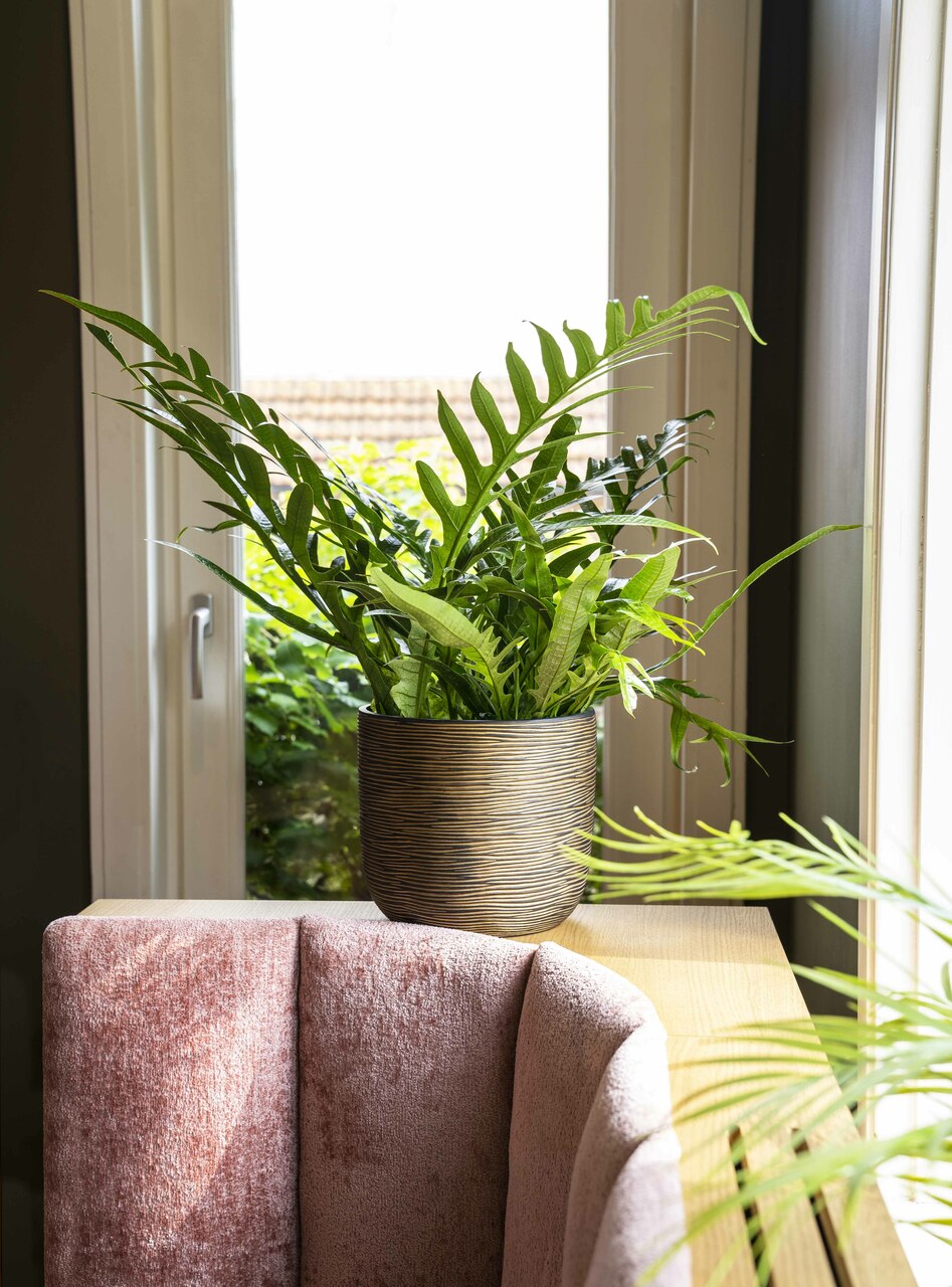 Topf Kugel Rib Schwarzgold Topf Kugel Rib Schwarzgold