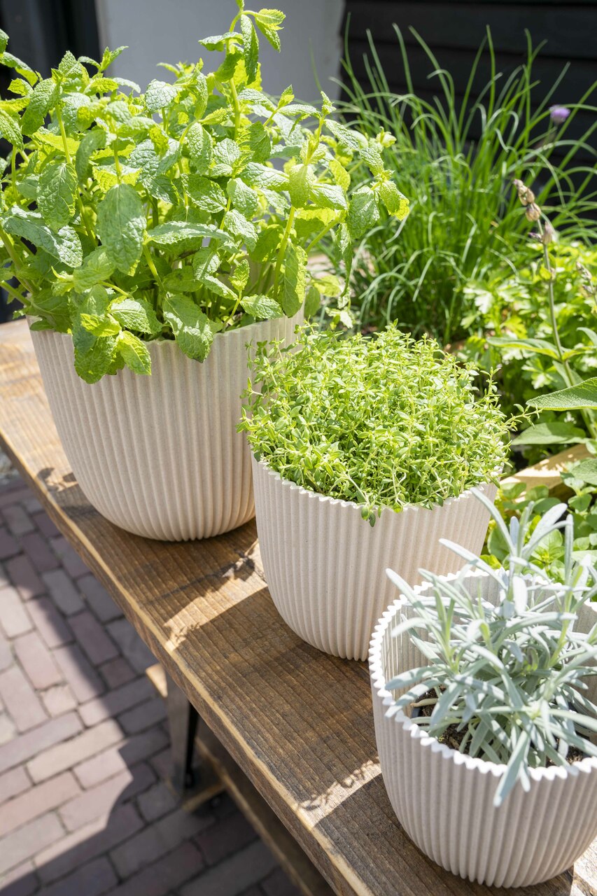 Topf Kugel Groove Sägemehl Beige Topf Kugel Groove Sägemehl Beige