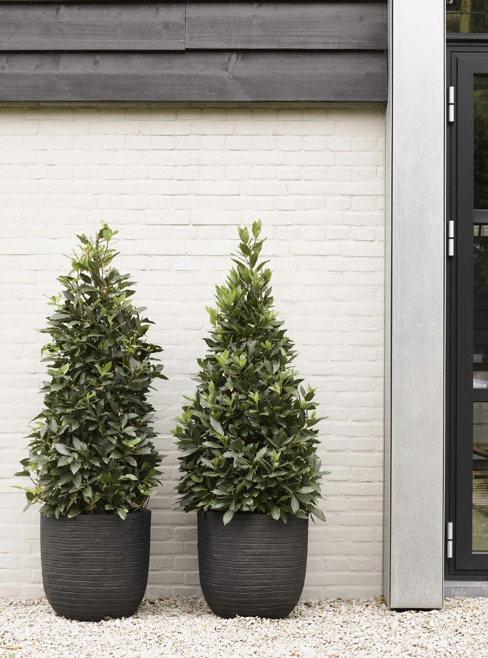 Topf Kugel Row NL Schwarz Topf Kugel Row NL Schwarz