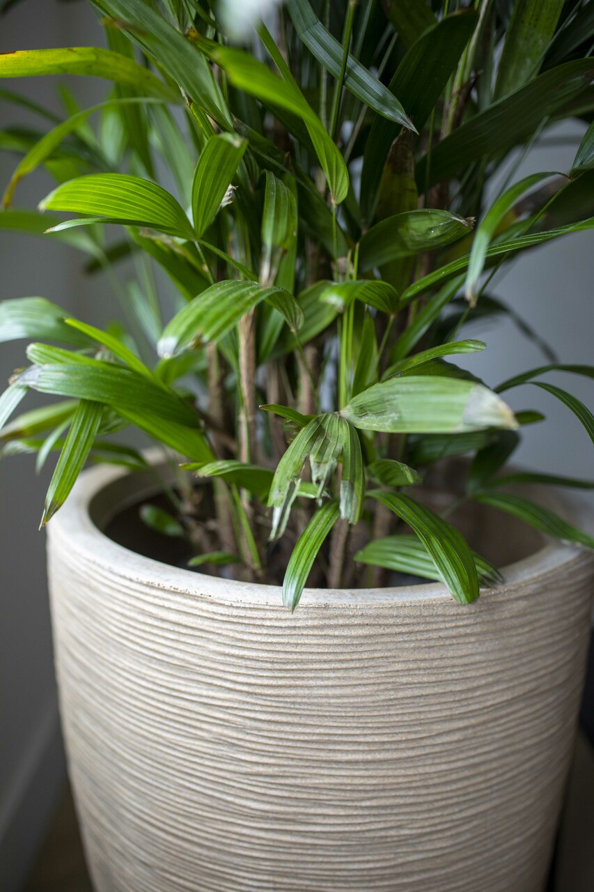 Gefäß Elegant Niedrig Kork Rib NL Terrazzo Beige