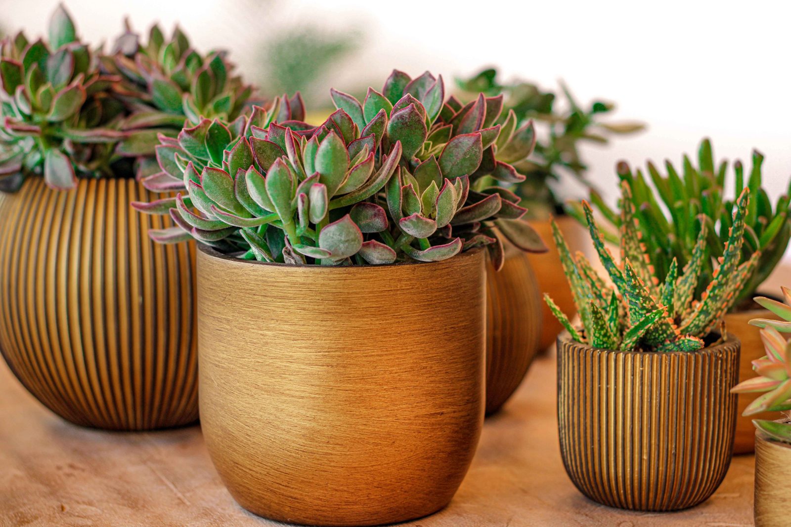 Indoor Groove Planter Ball Black gold